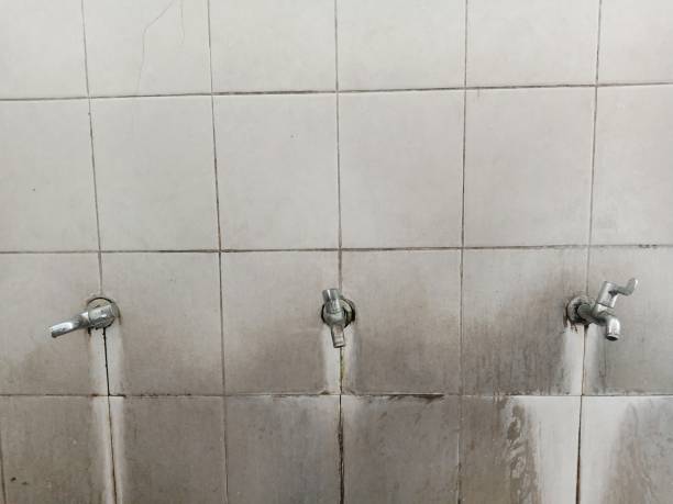 Best Professional water damage repair  in Ceresco, NE